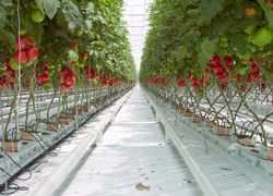 Normal_tuinbouw__kas__plantage__fruit__fruitteelt